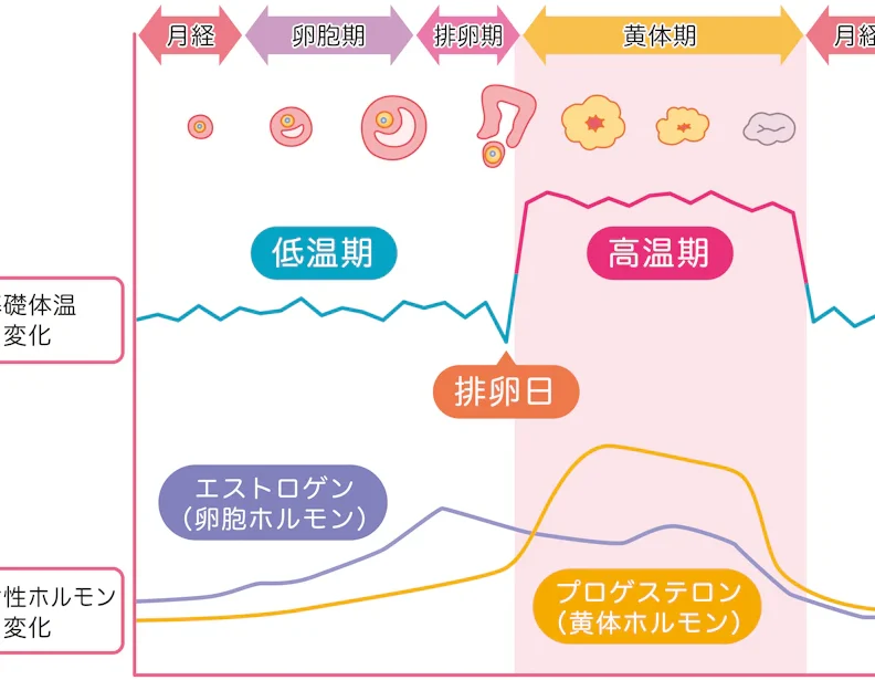 生理前 ニキビ 何日前からできるのか解説